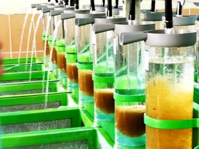 African Pantat fingerlings Iloilo Philippines