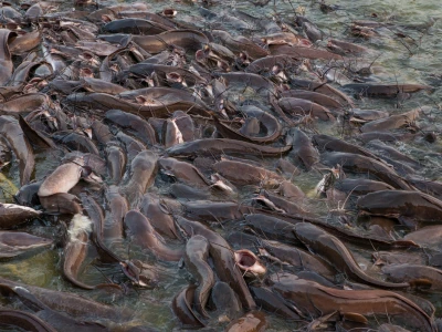 Catfish fingerlings Iloilo Philippines
