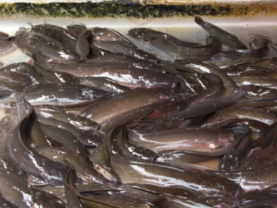 African catfish fingerlings Iloilo Philippines