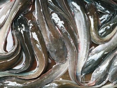 Hito fingerlings Iloilo Philippines