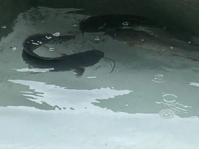 Catfish fingerlings Iloilo Philippines