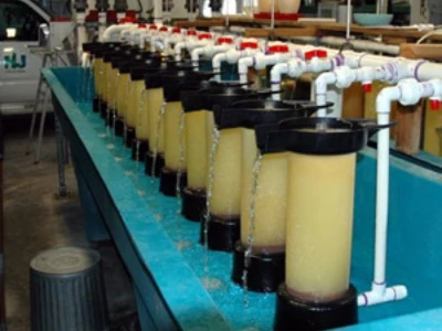 African Hito fingerlings