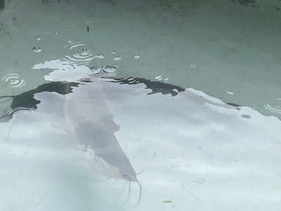 Iloilo Philippines Catfish Fingerlings