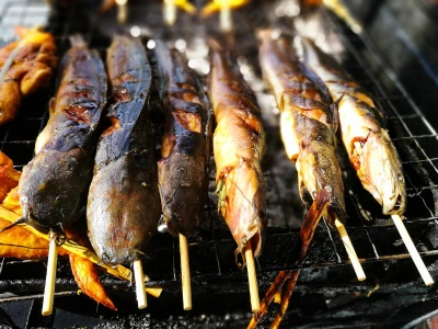 African Hito fingerlings Iloilo Philippines