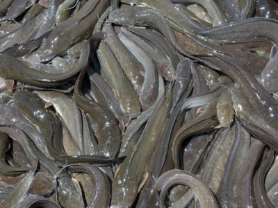 Hito fingerlings Iloilo Philippines