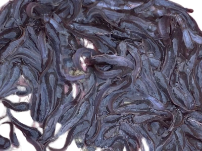 African Hito fingerlings Iloilo