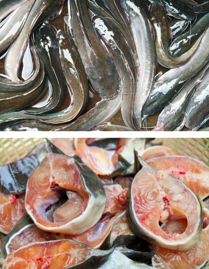 African Hito fingerlings Iloilo Philippines