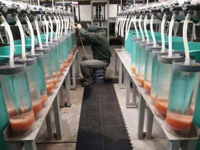 Pantat fingerlings Iloilo