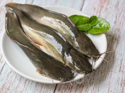 African Pantat fingerlings Iloilo