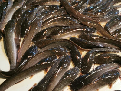 Pantat fingerlings Iloilo Philippines