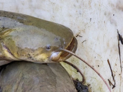 African Hito fingerlings Iloilo
